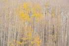 USA-Colorado-Uncompahgre National Forest Autumn-colored aspens Art Print